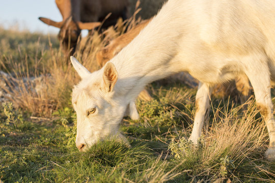 Goat grazing in the field with others in background