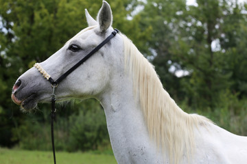 Obraz na płótnie Canvas Beautiful head shot of an arabian horse on natural background