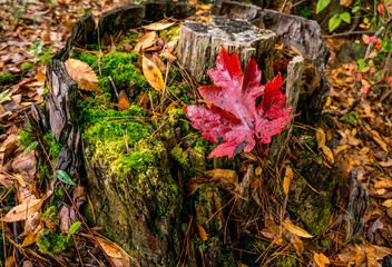 autumn