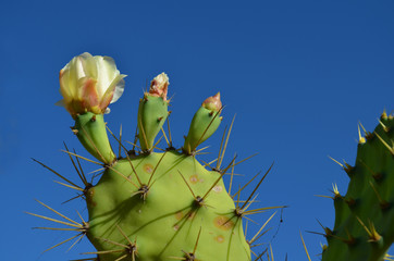 Opuntia cactus with flower