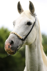 Beautiful head shot of an arabian horse on natural background