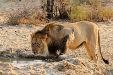 Black mane lion drinking