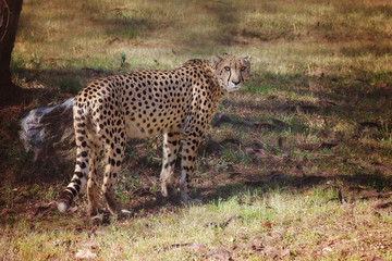 Cheetah in a grassy fall setting