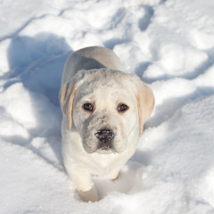 Winter Animal Labrador Puppy Dog In Snow
