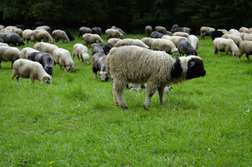 Obraz na płótnie Canvas Sheeps in the polish Tatra Mountains