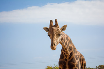 Giraffe with blue sky