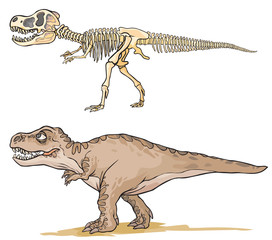 Dinosaur T-Rex. Cartoon image as a skeleton and flesh.