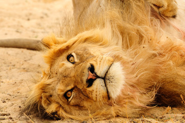 Black mane lion resting
