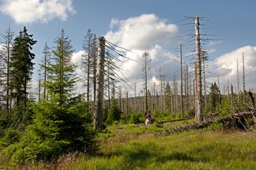 Obraz premium Dead trees in a forest in the Harz Mountains. northern Germany