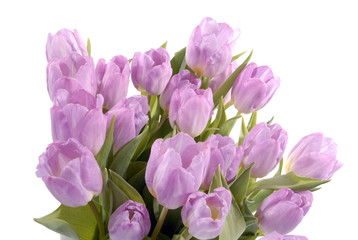 grote bos roze/paarse tulpen 