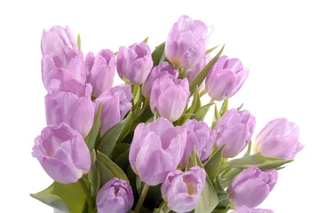 Foto op Canvas grote bos roze/paarse tulpen  © Carmela
