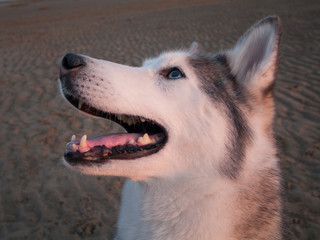 husky dog on a beach at dusk