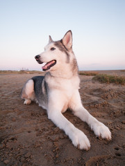 husky dog on a beach at dusk