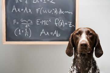 cute dog in front of a chalkboard board has math equations written on it