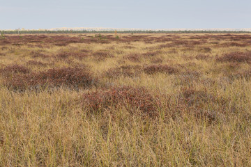 Autumn brown field at the swamp