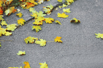 Green fallen leaves on grey asphalt background, close-up
