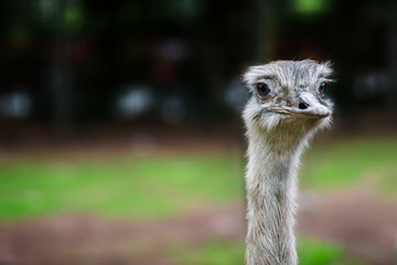 Ostrich bird head up close eye contact