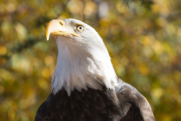American Bald Eagle (Haliaeetus leucocephalus)