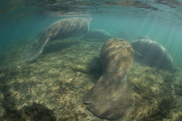 Fototapeta premium Manatees Sleeping in Shallow Water
