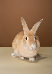 bunny rabbit posing in a studio against a cream and brown wall