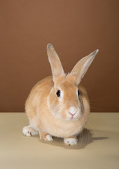 Fototapeta premium bunny rabbit posing in a studio against a cream and brown wall