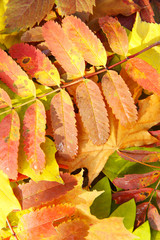 Colorful autumn leaves, close up