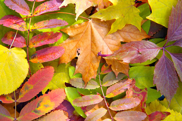 Colorful autumn leaves, close up