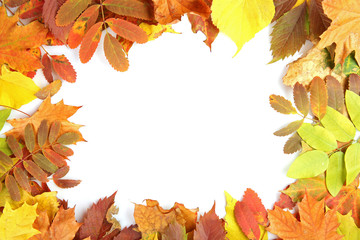 Naklejka na ściany i meble Colorful autumn leaves, isolated on white