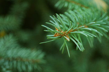 Pine tree background