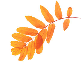 Fall leaves isolated on white