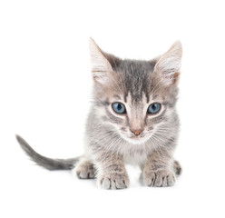 Cute little grey kitten, isolated on white