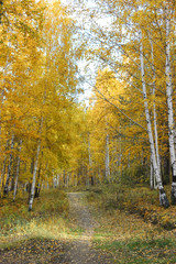 Fototapeta premium The autumn birch avenue.