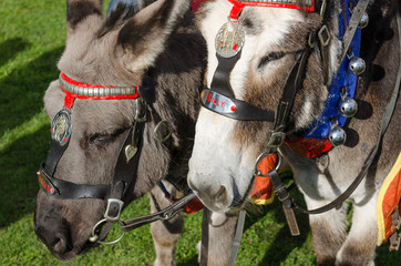 grey british seaside donkeys used for donkey rides