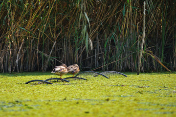 Wild ducks sitting on fishing net in the Danube Delta, Romania