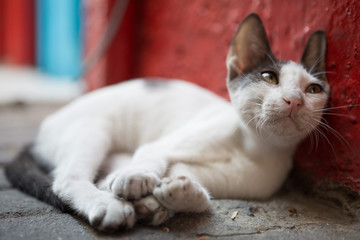 Fototapeta na wymiar wild street cat relaxing amongst litter leaning against a red wall