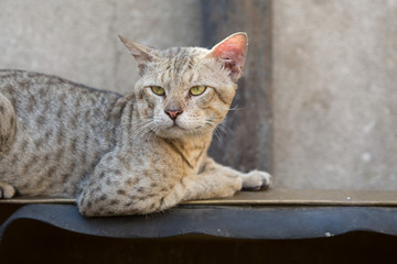 feral street cat relaxing watching the world go by