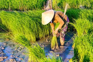 Woman working on rice fields in Long An province, Vietnam.