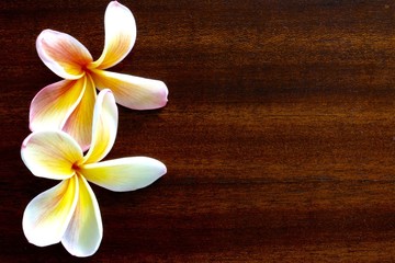 Fototapeta na wymiar Frangipani Flower On Wooden Table 