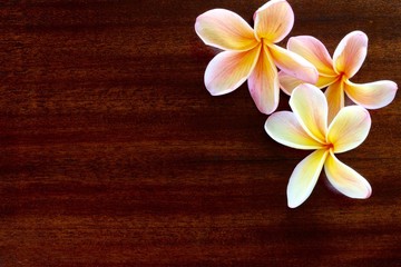 Fototapeta na wymiar Frangipani Flower On Wooden Table 