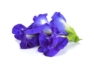 Butterfly Pea flower on white background