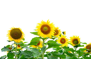 Sunflowers isolated on white background.