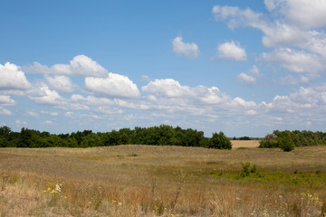 Summer green landscape