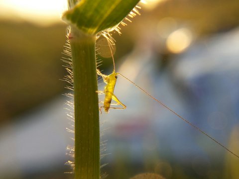 Little grasshoper on grass