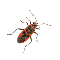 Nice firebug on white background