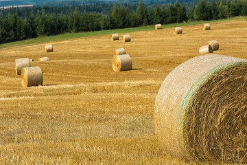 Plakat Mowed cornfield with straw bales