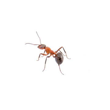 Brown ant on a white background