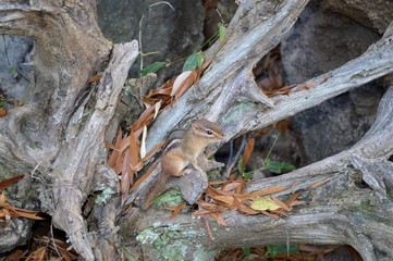 Small chipmunk
