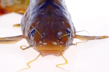 catfish