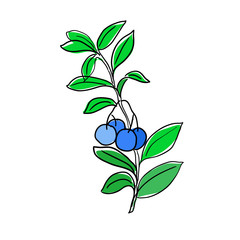 vector color blueberry, blueberries on a branch.