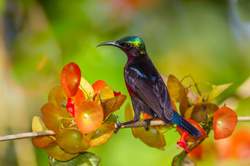 Backside of Van Hasselt's sunbird (Leptocoma brasiliana) 